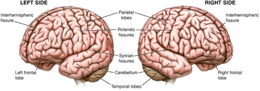 Фотография мозга. Левое и правое полушарие